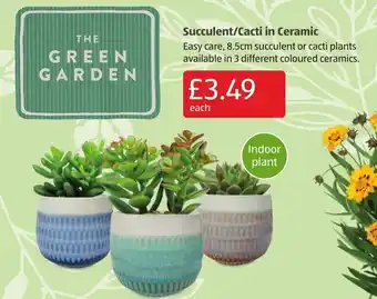 Aldi Succulent / Cactil in Ceramic offer