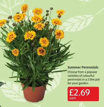 Aldi Summer Perennials offer
