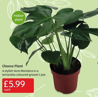 Aldi Cheese Plant offer