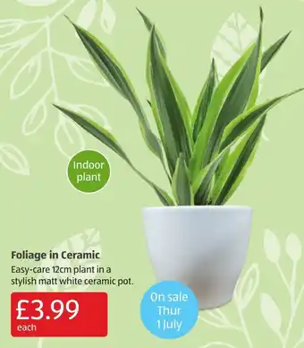 Aldi Follage in Ceramic offer