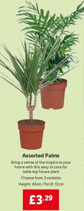 Lidl Assorted Palms offer