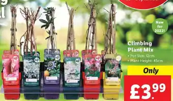 Lidl Climbing Plant Mix offer