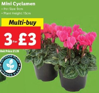 Lidl Mini Cyclamen offer