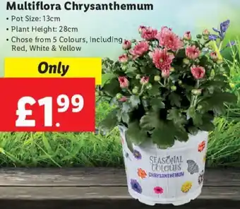 Lidl Multiflora Chrysanthemum offer