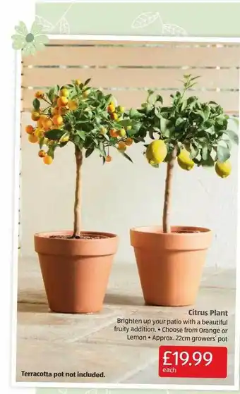 Aldi Citrus plant offer