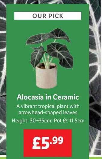 Lidl Alocasia in ceramic offer