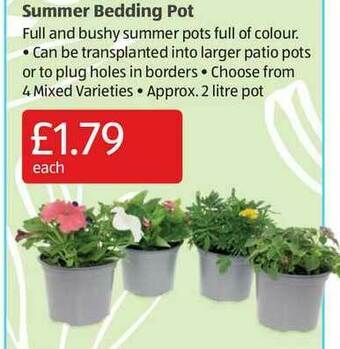 Aldi Summer Bedding Pot offer