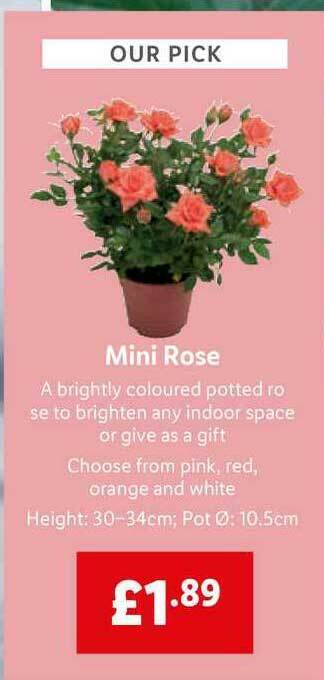 Lidl Mini Rose offer