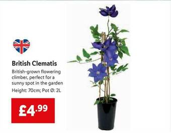 Lidl British Clematis offer
