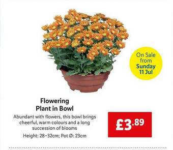 Lidl Flowering Plant In Bowl offer