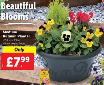Lidl Medium Autumn Planter offer