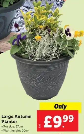 Lidl Large Autumn Planter offer