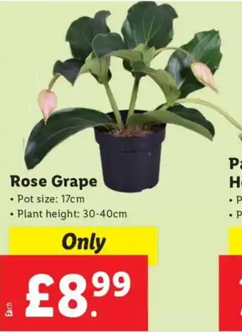 Lidl Rose Grape offer