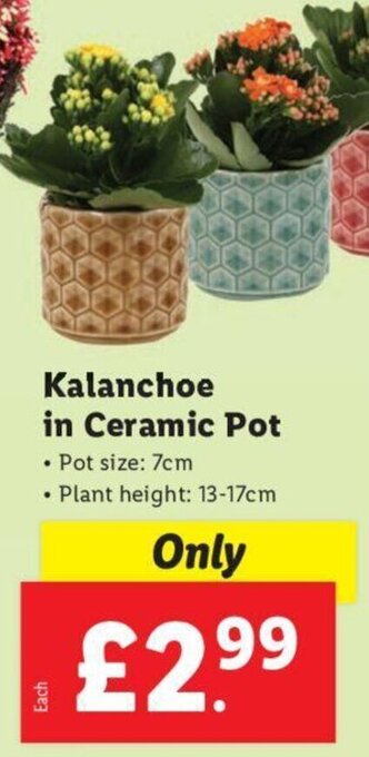 Lidl Kalanchoe In Ceramic Pot offer