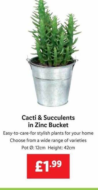 Lidl Cacti & succulents in zinc bucket offer