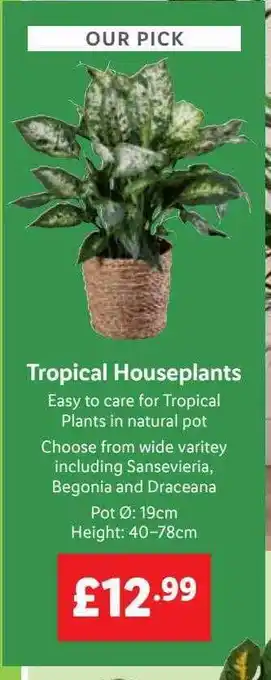 Lidl Tropical houseplants offer