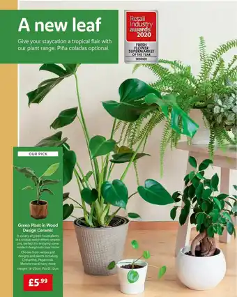 Lidl Green Plant In Wood Design Ceramic offer