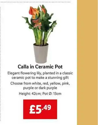 Lidl Calla In Ceramic Pot offer