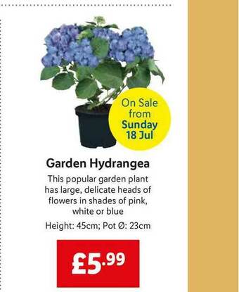 Lidl Garden Hydrangea offer