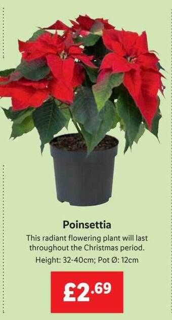 Lidl Poinsettia offer