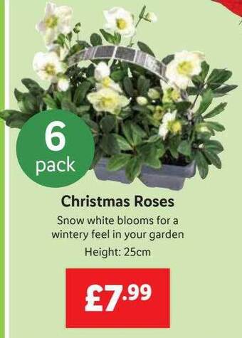 Lidl Christmas roses offer