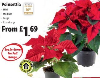 Lidl Poinsettia offer