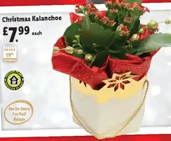 Lidl Christmas Kalanchoe offer