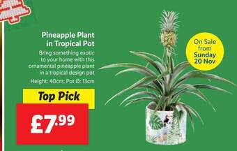 Lidl Pineapple plant in tropical pot offer