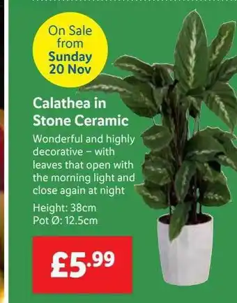 Lidl Calathea in stone ceramic offer