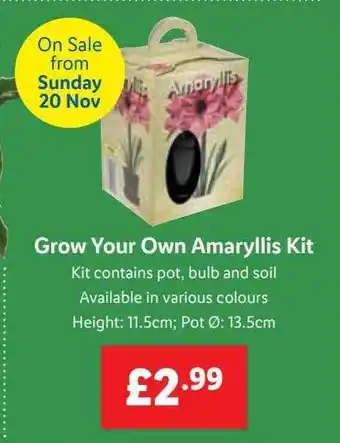 Lidl Grow your own amaryllis kit offer