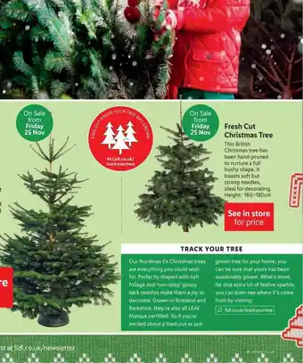 Lidl Fresh cut christmas tree offer