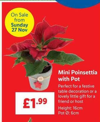 Lidl Mini poinsettia with pot offer