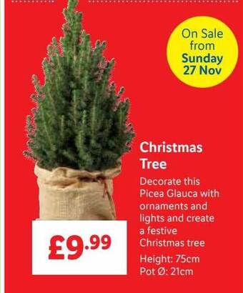 Lidl Christmas tree offer