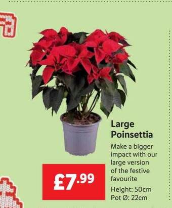 Lidl Large poinsettia offer