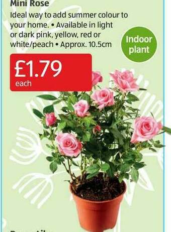Aldi Mini Rose offer
