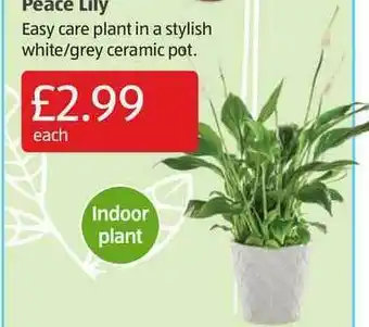 Aldi Peace Lily offer