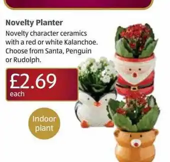 Aldi Novelty planter offer