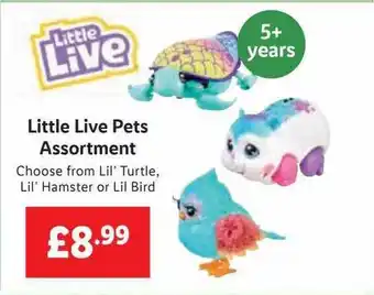 Lidl Little live pets assortment offer