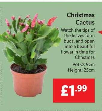 Lidl Christmas cactus offer