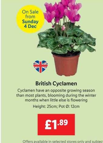 Lidl British cyclamen offer