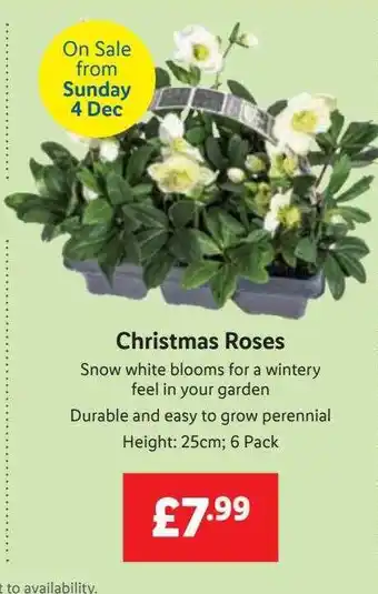 Lidl Christmas roses offer