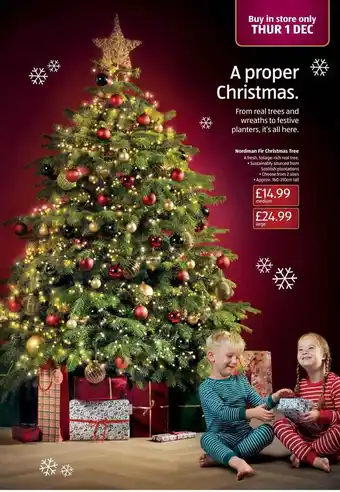 Aldi Nordmann fir christmas tree offer