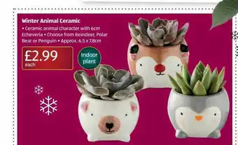 Aldi Winter animal ceramic offer