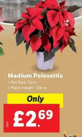 Lidl Medium poinsettia offer