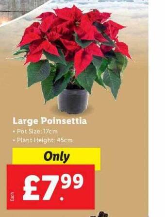 Lidl Large poinsettia offer