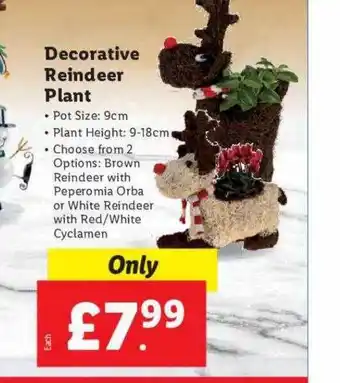 Lidl Decorative reindeer plant offer
