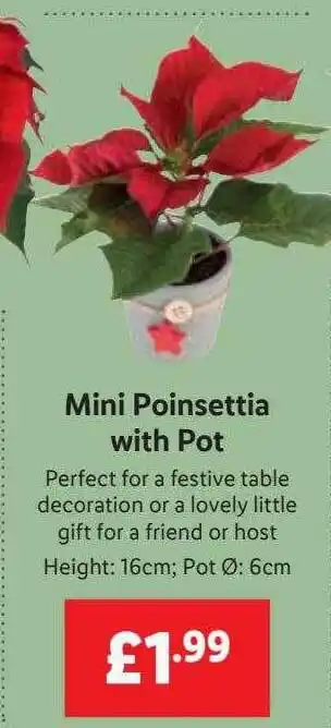 Lidl Mini poinsettia with pot offer