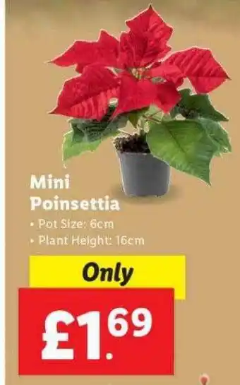 Lidl Mini poinsettia offer