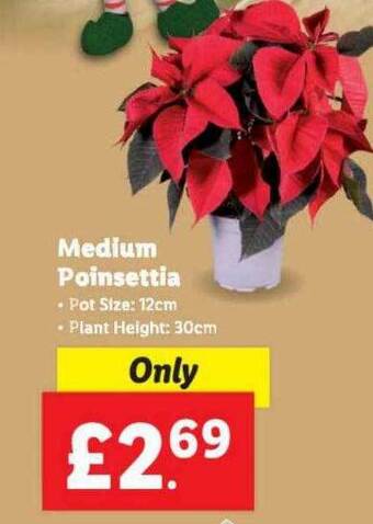 Lidl Medium poinsettia offer