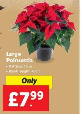 Lidl Large poinsettia offer